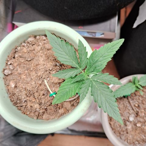 Bonsai de prensa growlog timeline photo