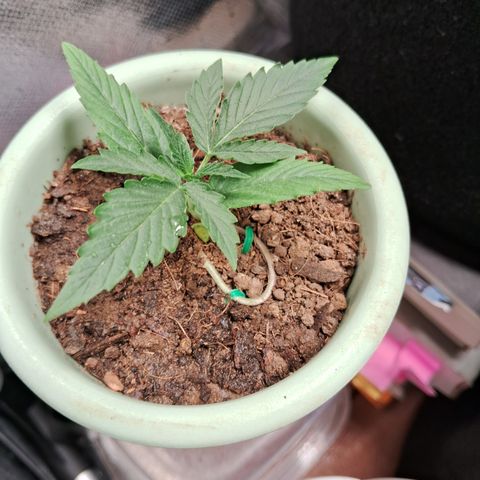 Bonsai de prensa growlog timeline photo