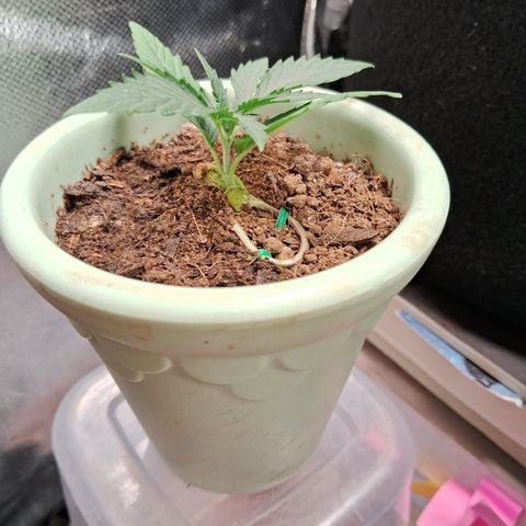 Bonsai de prensa growlog timeline photo