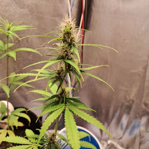 Brisant #1 growlog timeline photo