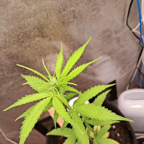 Auto Gelato #01 growlog timeline photo