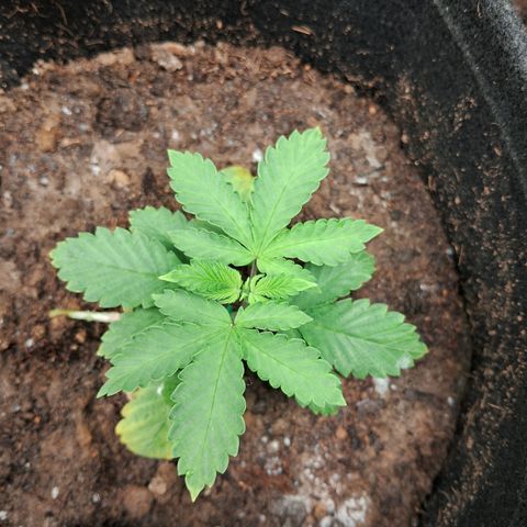 Purple Punch 00 growlog timeline photo