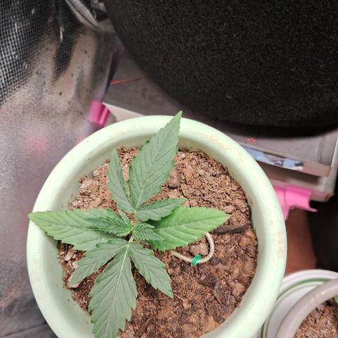 Bonsai de prensa growlog timeline photo