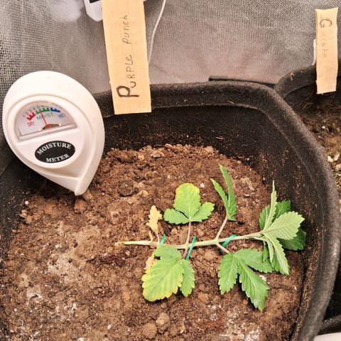Purple Punch 00 growlog timeline photo