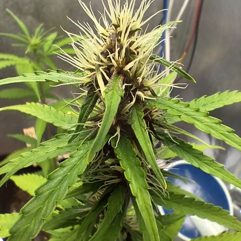 Brisant #1 growlog timeline photo