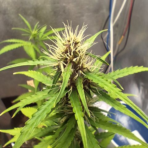 Brisant #1 growlog timeline photo