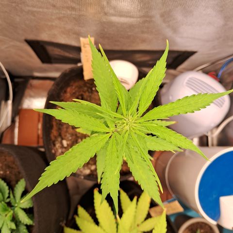 Auto Gelato #01 growlog timeline photo