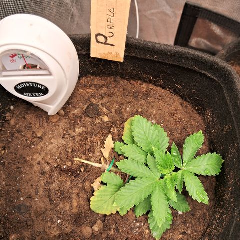 Purple Punch 00 growlog timeline photo