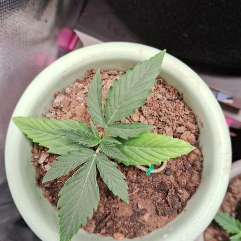 Bonsai de prensa growlog timeline photo
