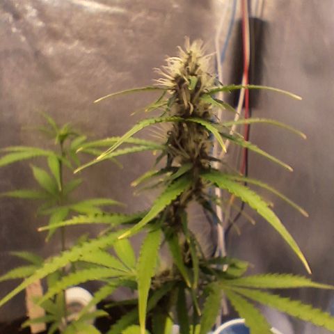 Brisant #1 growlog timeline photo