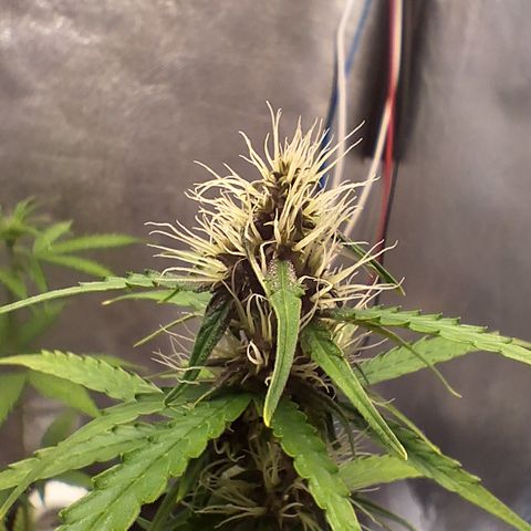 Brisant #1 growlog timeline photo