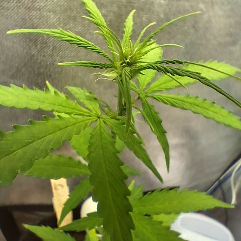 Auto Gelato #01 growlog timeline photo