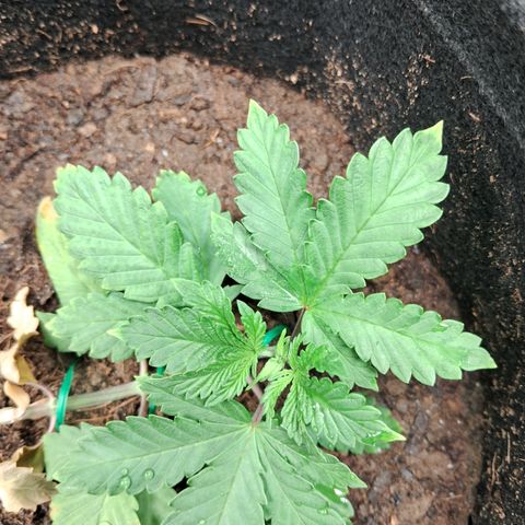 Purple Punch 00 growlog timeline photo