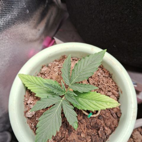 Bonsai de prensa growlog timeline photo