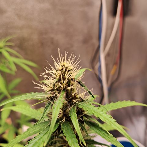 Brisant #1 growlog timeline photo