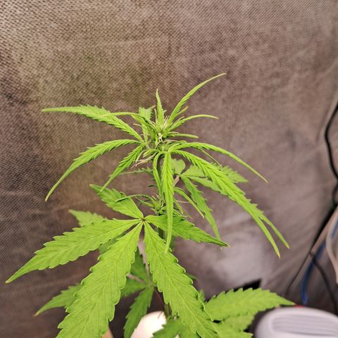 Auto Gelato #01 growlog timeline photo