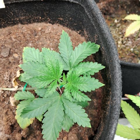 Purple Punch 00 growlog timeline photo