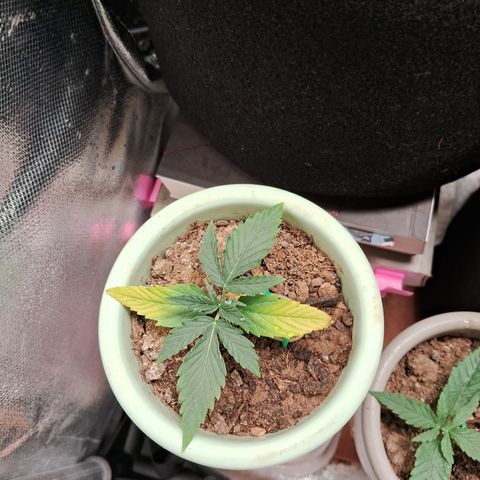 Bonsai de prensa growlog timeline photo