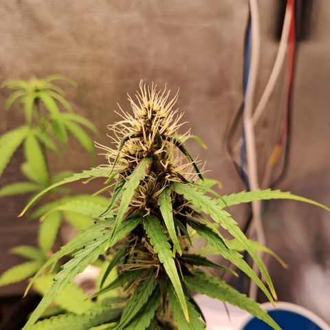 Brisant #1 growlog timeline photo