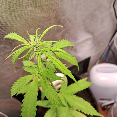 Auto Gelato #01 growlog timeline photo