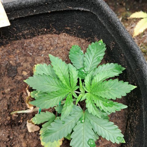 Purple Punch 00 growlog timeline photo