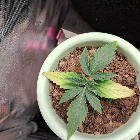 Bonsai de prensa growlog timeline photo