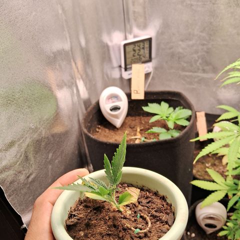 Bonsai de prensa growlog timeline photo