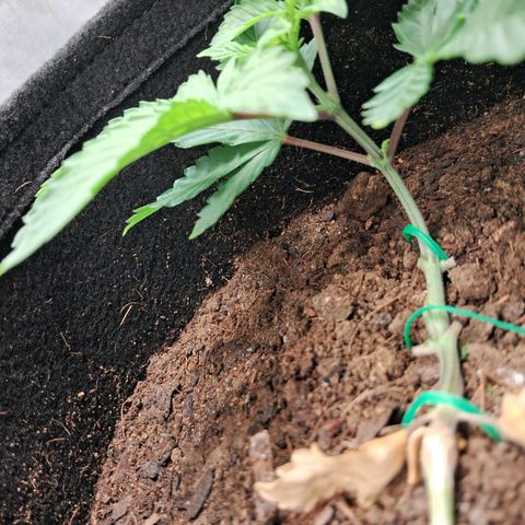 Purple Punch 00 growlog timeline photo