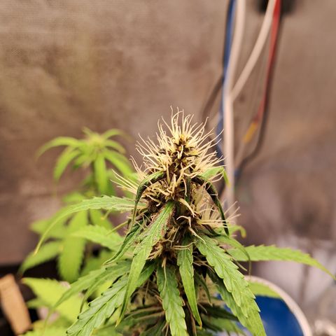 Brisant #1 growlog timeline photo