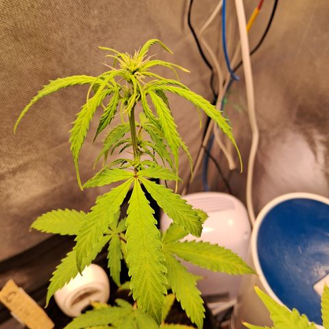 Auto Gelato #01 growlog timeline photo