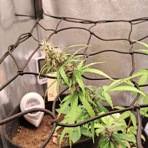 Brisant #1 growlog timeline photo
