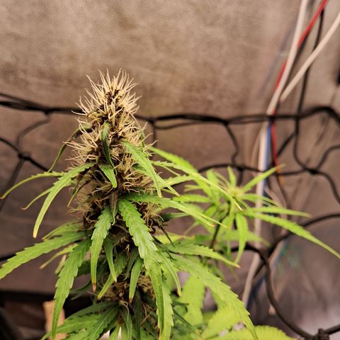 Brisant #1 growlog timeline photo