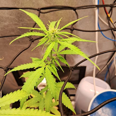 Auto Gelato #01 growlog timeline photo