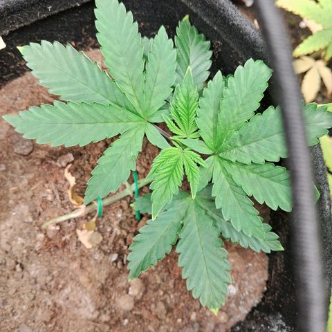 Purple Punch 00 growlog timeline photo
