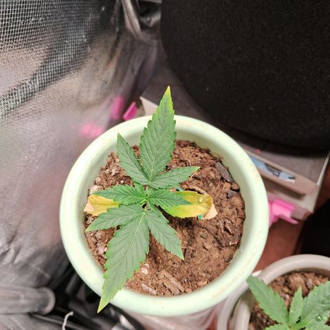Bonsai de prensa growlog timeline photo