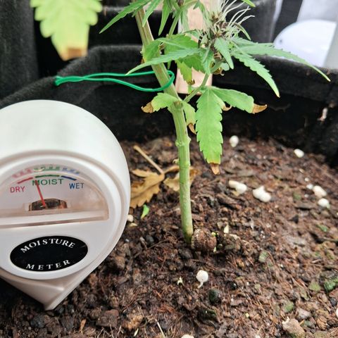 Brisant #1 growlog timeline photo