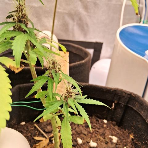 Brisant #1 growlog timeline photo