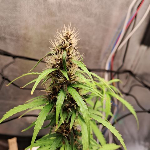 Brisant #1 growlog timeline photo