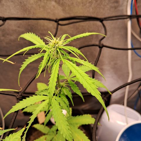 Auto Gelato #01 growlog timeline photo