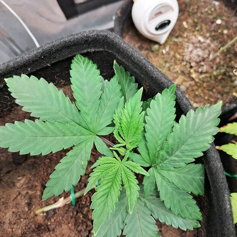 Purple Punch 00 growlog timeline photo