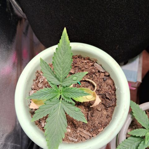 Bonsai de prensa growlog timeline photo