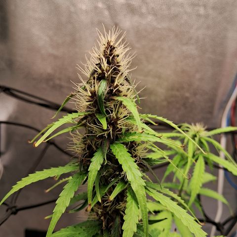 Brisant #1 growlog timeline photo