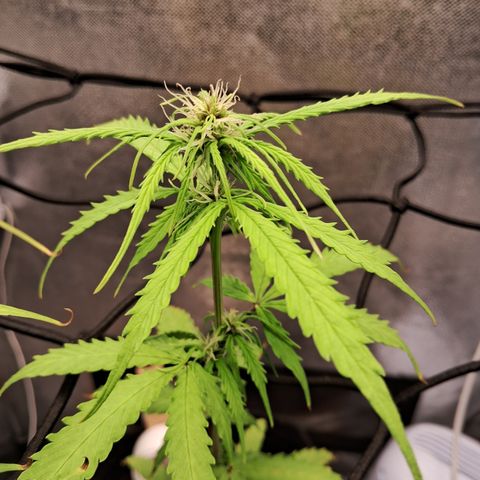 Auto Gelato #01 growlog timeline photo