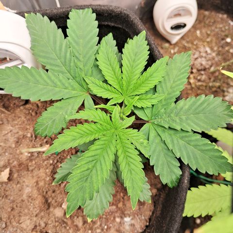 Purple Punch 00 growlog timeline photo