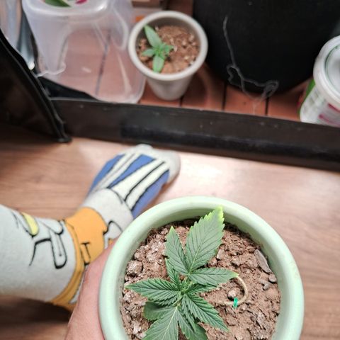 Bonsai de prensa growlog timeline photo