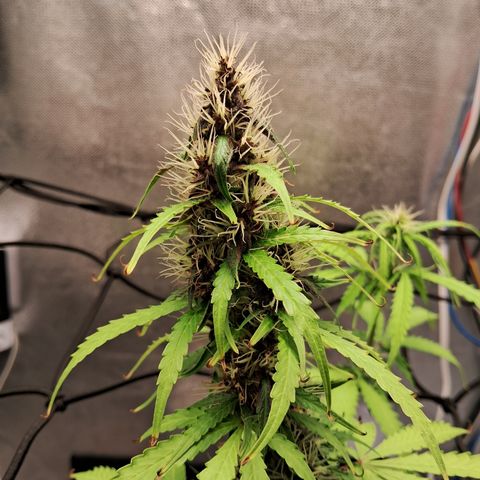 Brisant #1 growlog timeline photo