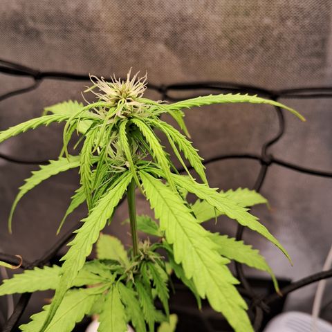 Auto Gelato #01 growlog timeline photo