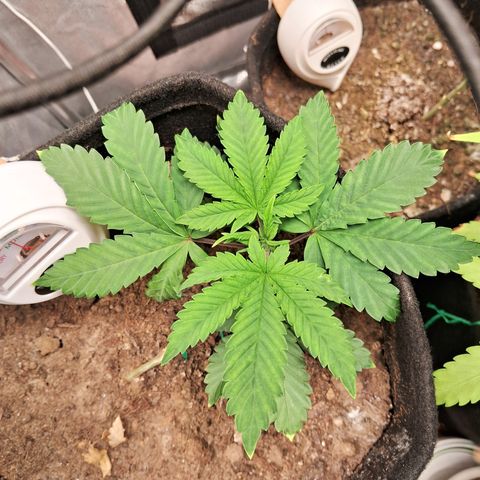 Purple Punch 00 growlog timeline photo