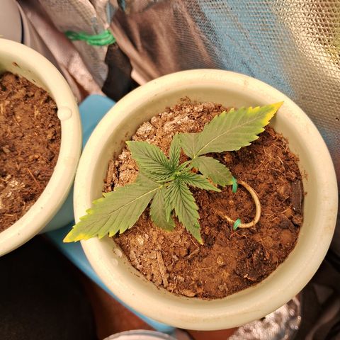 Bonsai de prensa growlog timeline photo