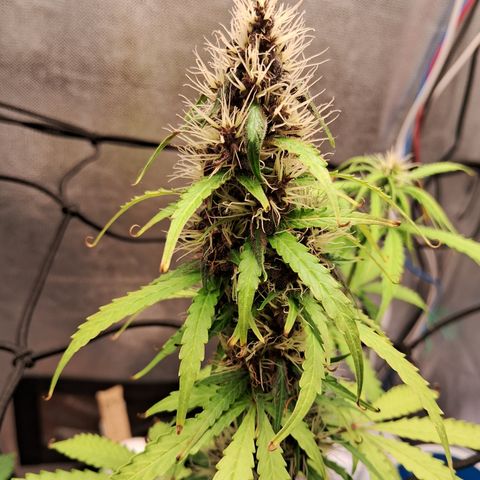 Brisant #1 growlog timeline photo